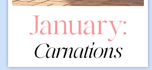 January: Carnations